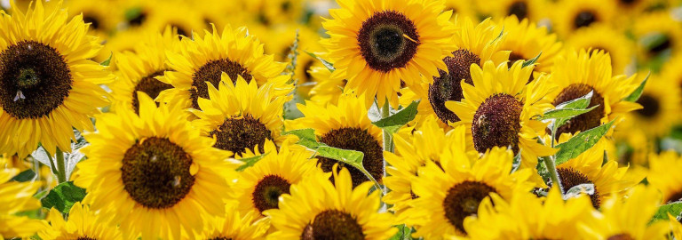 Sonnenblumen