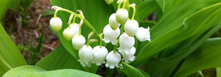 lily-of-the-valley-g658505028_1920.jpg