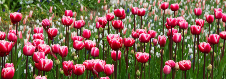 tulpen_flowers-gd0d3f56a2_1920.jpg